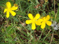Hypericum olympicum
