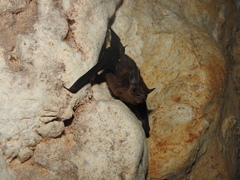 Balantiopteryx io