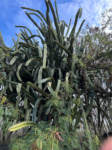 Cereus hildmannianus observed 2025-11-29