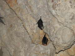 Balantiopteryx io