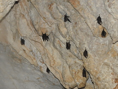 Balantiopteryx io