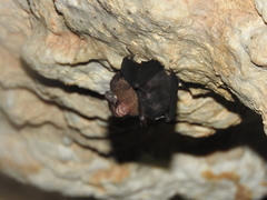 Balantiopteryx io