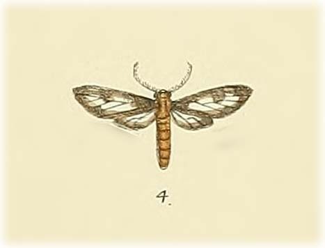Eressa subaurata