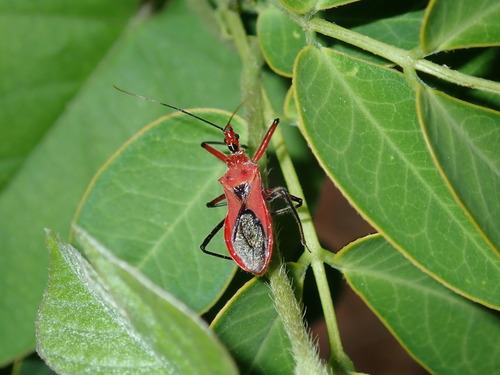 Orange Assassin Bug (Gminatus australis) photo 4