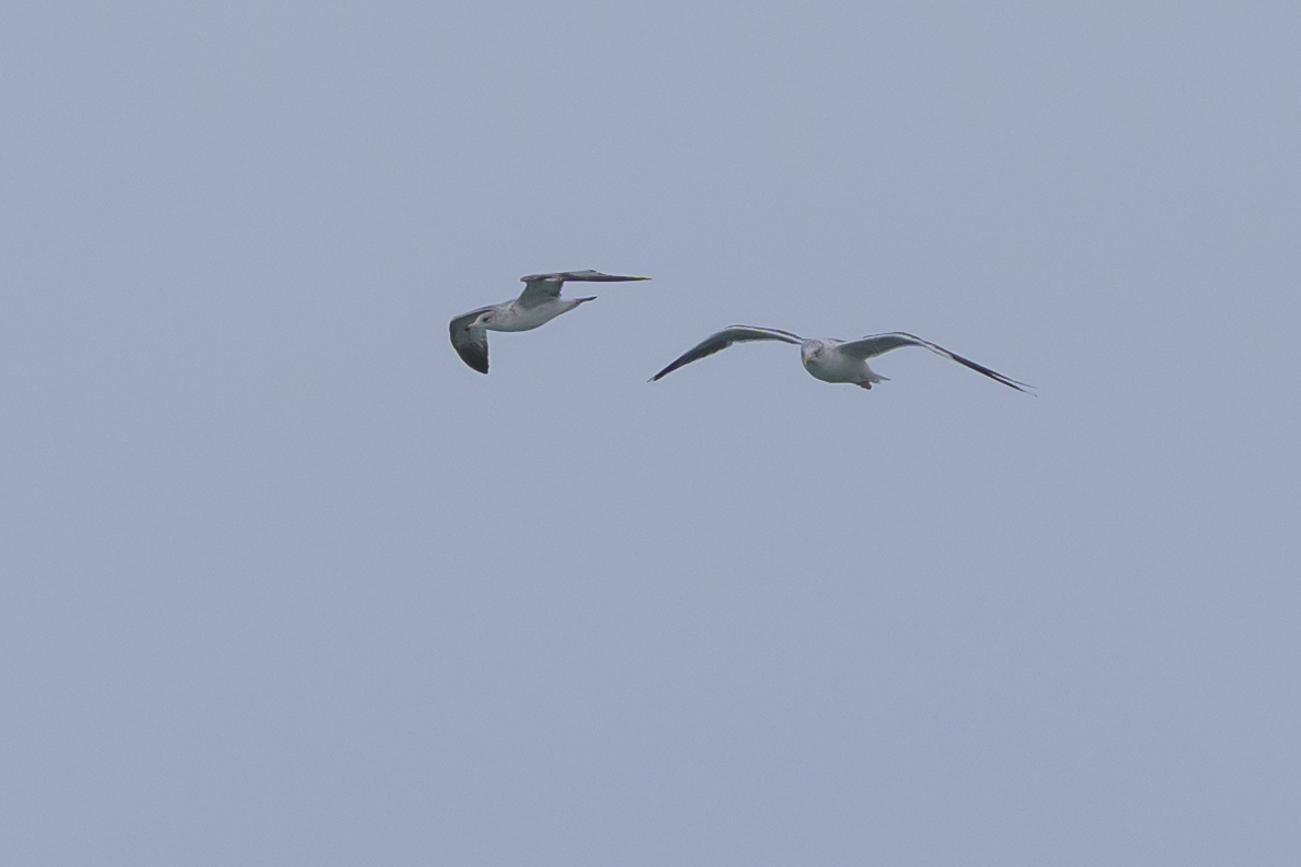 Ring-billed Gull