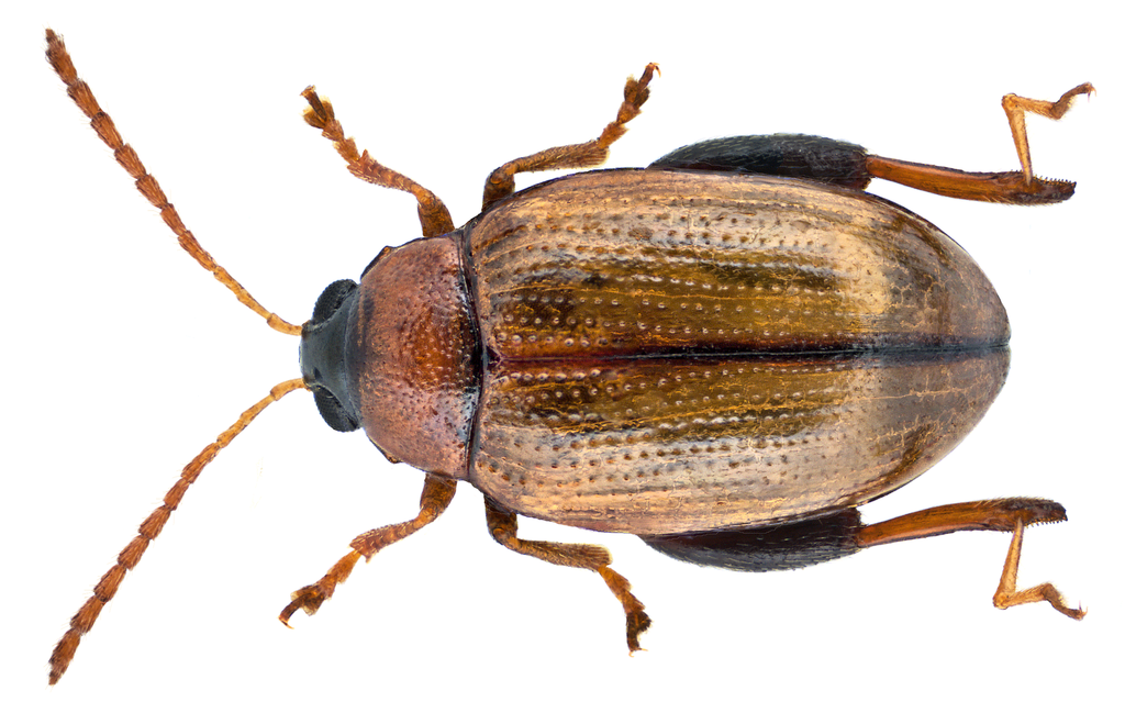 Potato Flea Beetle