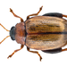 Potato Flea Beetle - Photo (c) Udo Schmidt, some rights reserved (CC BY-SA)