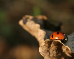 Coccinella magnifica