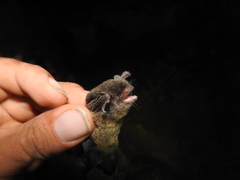 Myotis nigricans