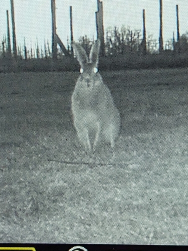 White-tailed Jackrabbit photographed in North Dakota