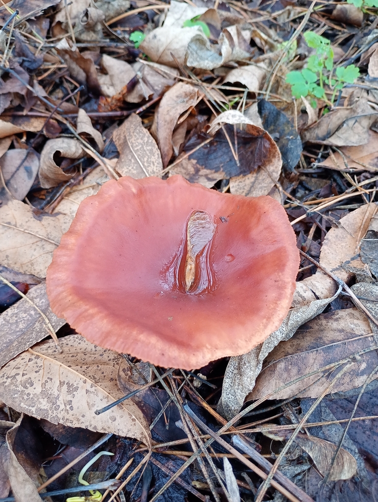 Paralepista flaccida · November 2025 · photo: © roman-d (iNaturalist, cc-by)