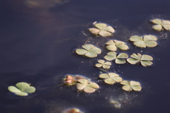 Marsilea ancylopoda, photograph (c) Andrea Gantzer, some rights reserved (CC BY)