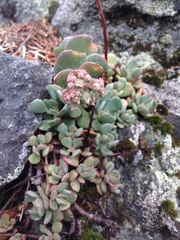 Sedum flavidum