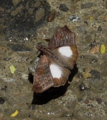 Theagenes albiplaga