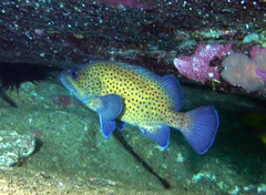 Acanthistius ocellatus