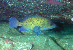 Acanthistius ocellatus
