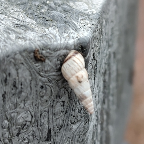 Pointed Snail, Bloemendaal, Netherlands, photo 9 of 10