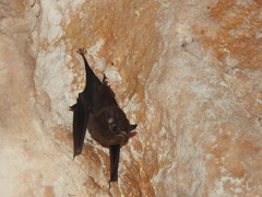 Balantiopteryx io