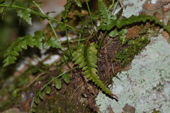 Asplenium × trudellii
