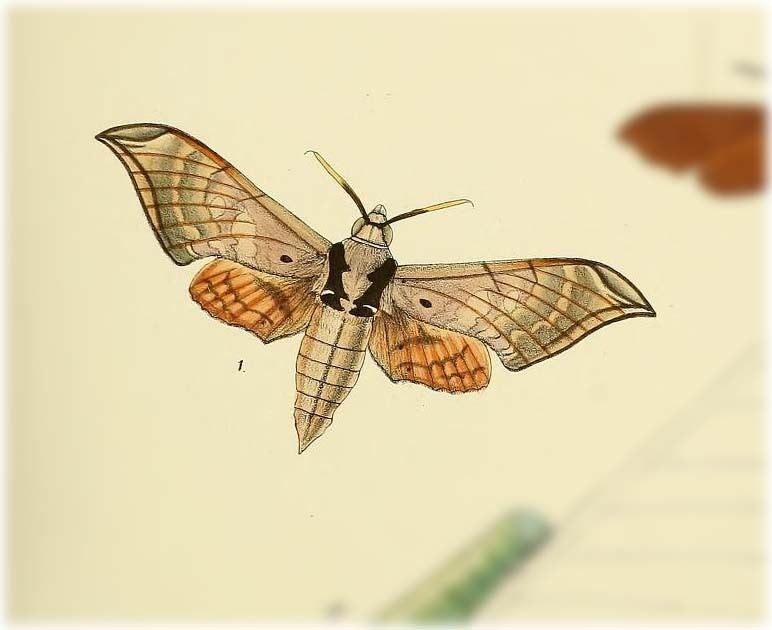 Ambulyx auripennis