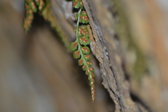 Asplenium × trudellii