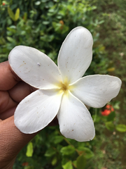 Plumeria