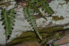 Asplenium × trudellii