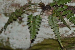 Asplenium × trudellii
