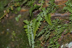 Asplenium × trudellii
