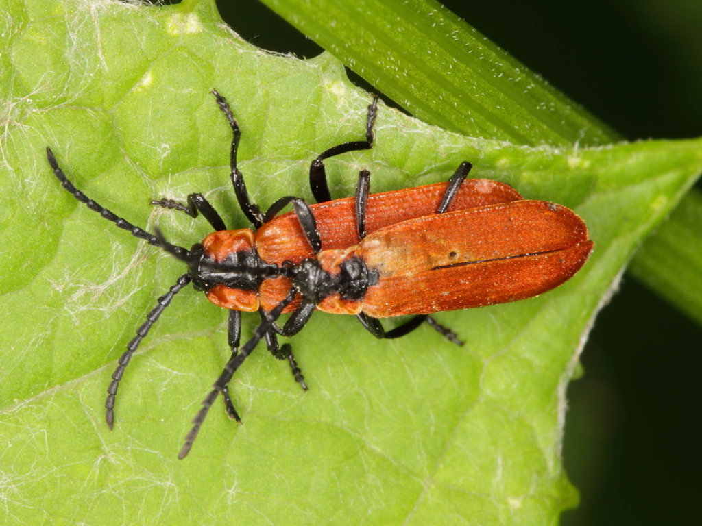 Lygistopterus sanguineus