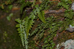Asplenium × trudellii