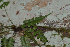Asplenium × trudellii