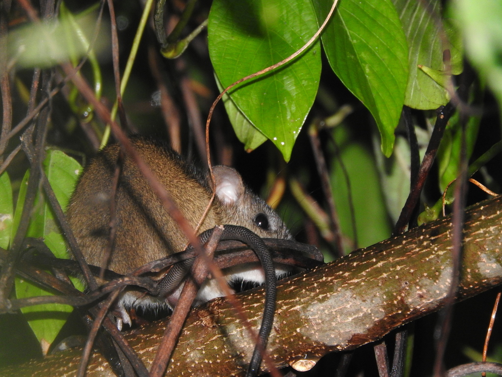 Coues Oryzomys