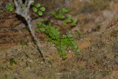 Asplenium trichomanes trichomanes