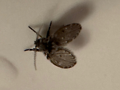 Unknown species found near Dailey Dr, Croton-on-Hudson, NY, US