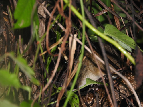 Coues' Oryzomys