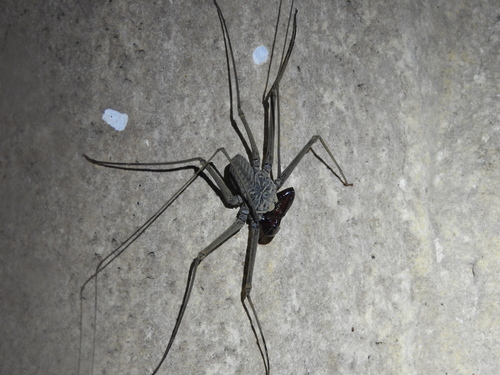 Phrynus palenque