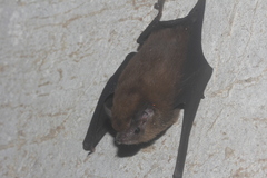 Peropteryx macrotis
