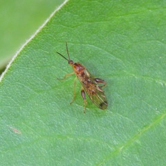 Canthyloscelis antennata