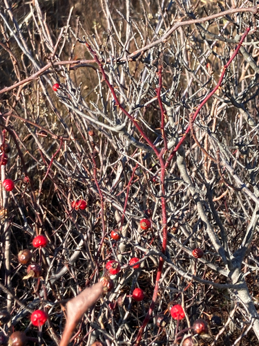 Virginian Rose (Rosa virginiana)
