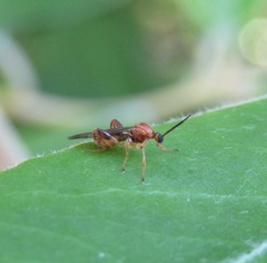 Canthyloscelis antennata