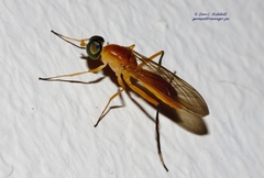 Ptecticus elongatus