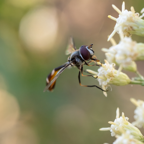 Unknown species found near Santa Cruz County, AZ, USA