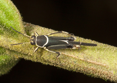 Ripipteryx limbata
