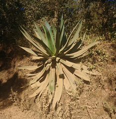 Agave atrovirens