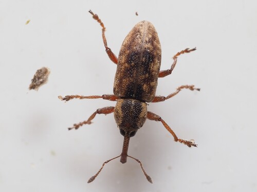 Thryogenes nereis