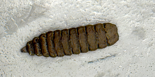 Unknown species found near Harris County, TX, USA