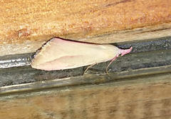 Phytometra obliqualis