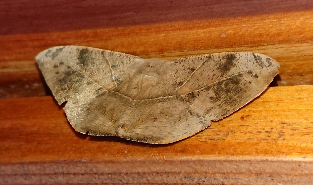 Oxydia trychiata