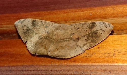 Oxydia trychiata